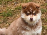 Portée Pomsky F4 non LOF 1 mâle et 3 femelles nés en mars 2026 à vendre