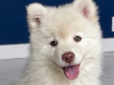 Portée Pomsky F4 non LOF 1 mâle et 3 femelles nés en mars 2026 à vendre