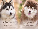 Portée Pomsky F4 non LOF 1 mâle et 3 femelles nés en mars 2026 à vendre