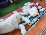 Chiots croisés Patou, Mastiff et Berger à vendre
