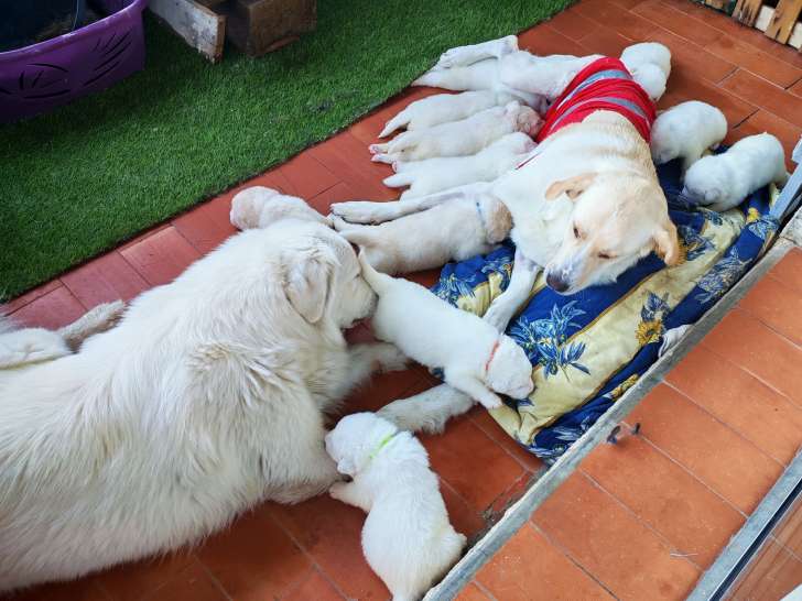 Chiots croisés Patou, Mastiff et Berger à vendre