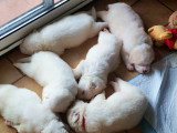 Chiots croisés Patou, Mastiff et Berger à vendre