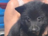 Chiot Schipperke mâle noir non LOF de mai 2026 à vendre