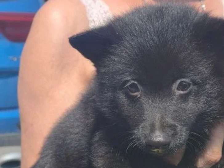 Chiot Schipperke mâle noir non LOF de mai 2026 à vendre