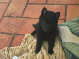 Chiot Schipperke mâle noir non LOF de mai 2026 à vendre
