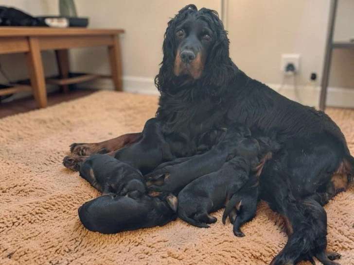 10 chiots Setter Gordon non LOF nés en mai 2026 à réserver