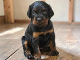 10 chiots Setter Gordon non LOF nés en mai 2026 à réserver