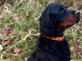 10 chiots Setter Gordon non LOF nés en mai 2026 à réserver