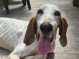 Nicos, chien de type Porcelaine à adopter en association