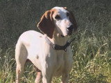Nicos, chien de type Porcelaine à adopter en association
