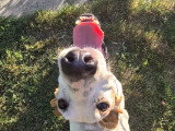 Nicos, chien de type Porcelaine à adopter en association