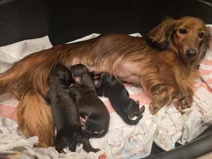 Superbes chiots Teckel à poil long LOF