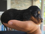 Superbes chiots Teckel à poil long LOF