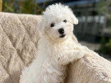 Chiot Bichon Maltais femelle non LOF né en mars 2026 à vendre