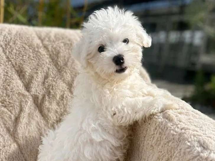 Chiot Bichon Maltais femelle non LOF né en mars 2026 à vendre