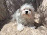 Chiot Bichon Maltais femelle non LOF né en mars 2026 à vendre