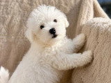 Chiot Bichon Maltais femelle non LOF né en mars 2026 à vendre