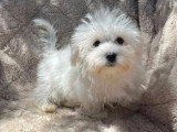 Chiot Bichon Maltais femelle non LOF né en mars 2026 à vendre