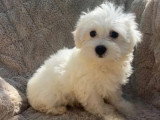Chiot Bichon Maltais femelle non LOF né en mars 2026 à vendre