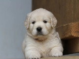 9 chiots Golden Retriever LOF nés en mai 2026 à réserver