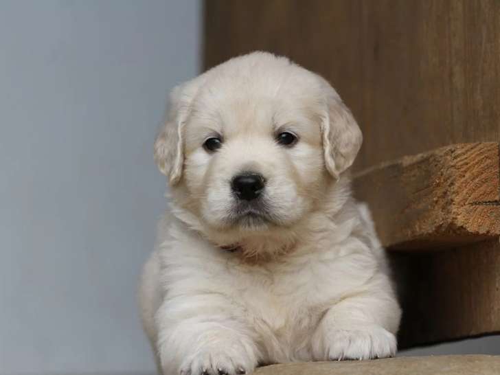 9 chiots Golden Retriever LOF nés en mai 2026 à réserver