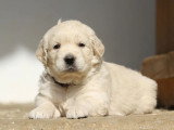 9 chiots Golden Retriever LOF nés en mai 2026 à réserver
