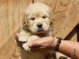 9 chiots Golden Retriever LOF nés en mai 2026 à réserver