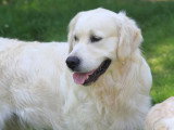 9 chiots Golden Retriever LOF nés en mai 2026 à réserver