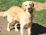 9 chiots Golden Retriever LOF nés en mai 2026 à réserver