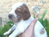 6 chiots Setter Irlandais à réserver non LOF nés en juin 2026