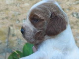 6 chiots Setter Irlandais à réserver non LOF nés en juin 2026