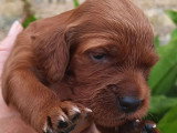6 chiots Setter Irlandais à réserver non LOF nés en juin 2026