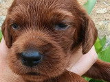 6 chiots Setter Irlandais à réserver non LOF nés en juin 2026