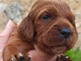 6 chiots Setter Irlandais à réserver non LOF nés en juin 2026