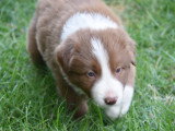 le chiot disponible