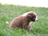 le chiot disponible