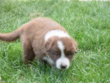 le chiot disponible