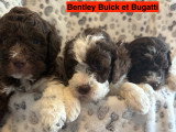 Chiots Lagotto Romagnolo LOF à vendre