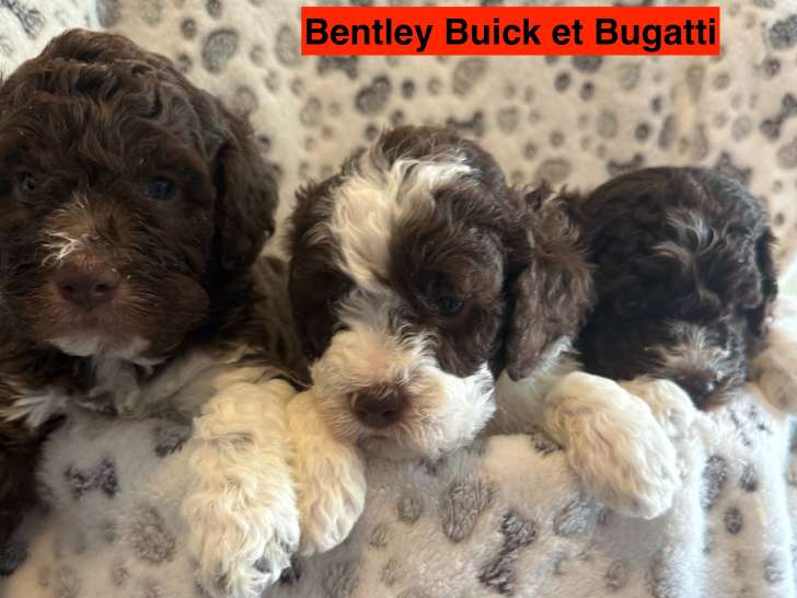 Chiots Lagotto Romagnolo LOF à vendre