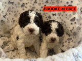Chiots Lagotto Romagnolo LOF à vendre