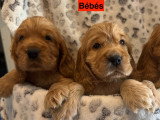 Chiots Cocker Anglais LOF à vendre