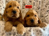Chiots Cocker Anglais LOF à vendre