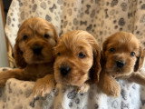 Chiots Cocker Anglais LOF à vendre