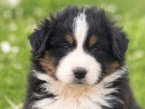 Chiot mâle Berger Américain Miniature LOF à vendre né en février 2026