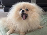 Chienne Spitz Naine LOF à vendre