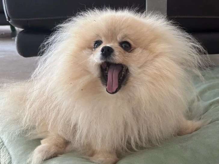 Chienne Spitz Naine LOF à vendre