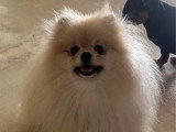 Chienne Spitz Naine LOF à vendre