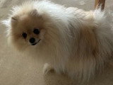 Chienne Spitz Naine LOF à vendre