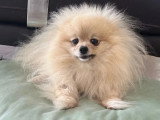 Chienne Spitz Naine LOF à vendre