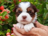 Deux chiots femelles Yorkshire Biewer non LOF nés en mai 2026 à vendre
